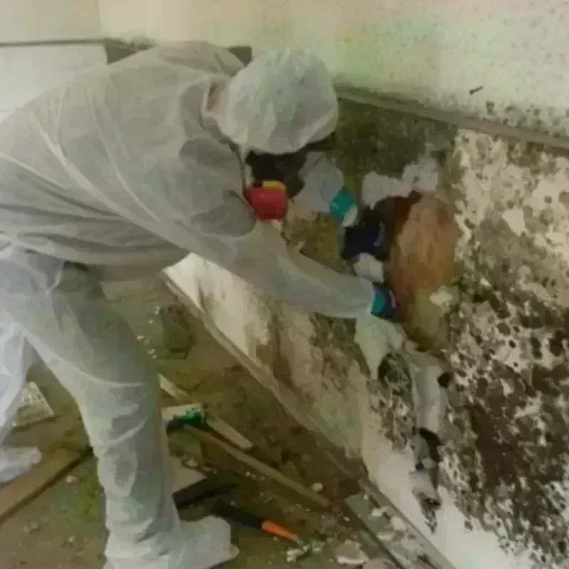 Mold Remediation and Removal in Daleville, AL